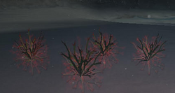 Bloodmoss