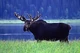 Moose2