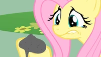 Fluttershy holding Philomena's ashes S1E22