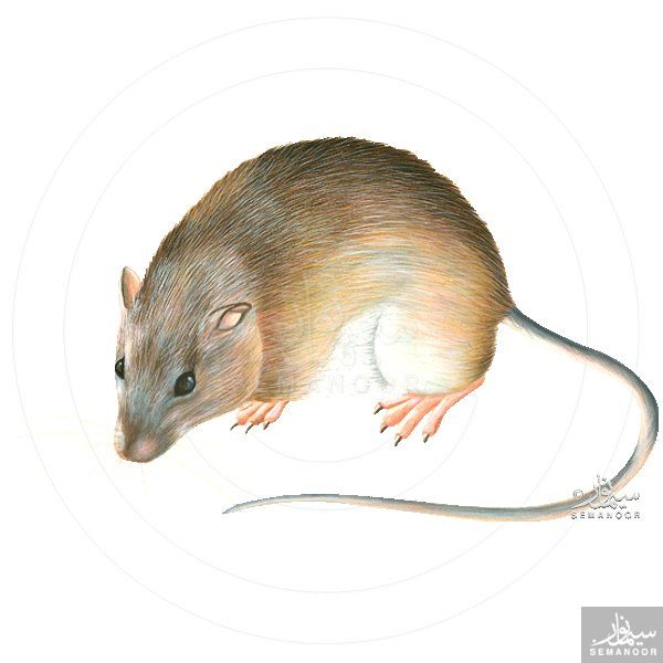 Proechimys amphichoricus Wiki Colombia