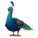 Indian Peacock