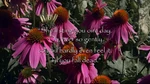 Quote 103