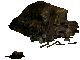 Rat Nest