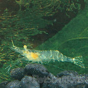Ghost shrimp