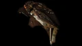 KazonRaider.jpg