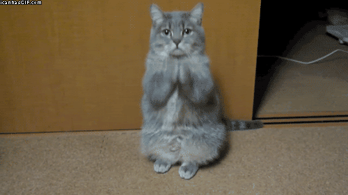 Funny-gif-cat-shaking-hands