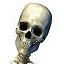 Skeletonhead