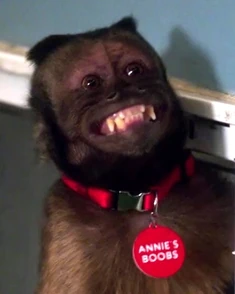 Annie's Boobs