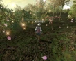 FFXI Dream Flower
