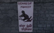Beware of monkey