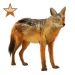 Item goldenjackal bronze 01