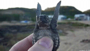 Funny-gif-turtle-flapping-wings