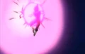 Vegeta's Respect - Kid Buu suprise