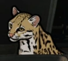 Babou close up