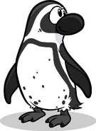 Black Footed Penguin