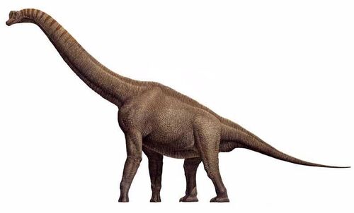 wiki brachiosaurus