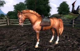 Chestnut Horse