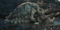 Pred-skull-1