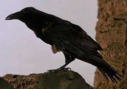 Raven-BFE