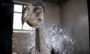 4x7terrorBird