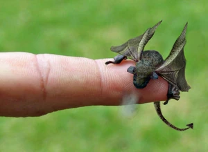 Little-dragon
