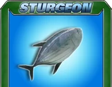 Sturgeon