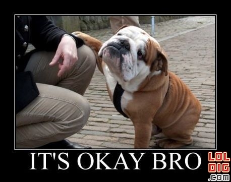 Bulldog-its-okay-bro.jpg