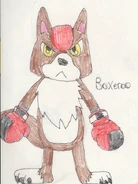Boxeroo