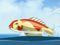 Koi