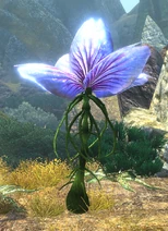 Unknownplant6