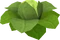 Brassica