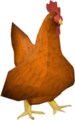 Rooster old