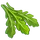 Ingredient-Aeromatic Arugula