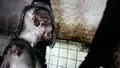 The butcher