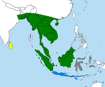 Varanus salvator