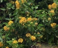 Psychotropic flowers.jpg