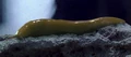 Sluggo.jpg
