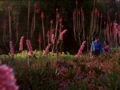 Betazed garden.jpg
