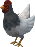 White chicken