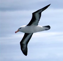 Albatross 1