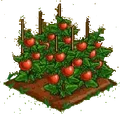 Tomato 100.png