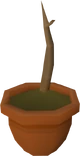 Pineapple sapling detail