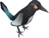 Magpie