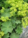 Alchemilla mollis 1