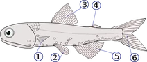 Fins (Lampanyctodes hectoris)