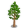 Tasmanian Oak Tree-icon