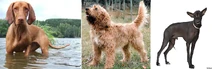 Endangered dog breeds