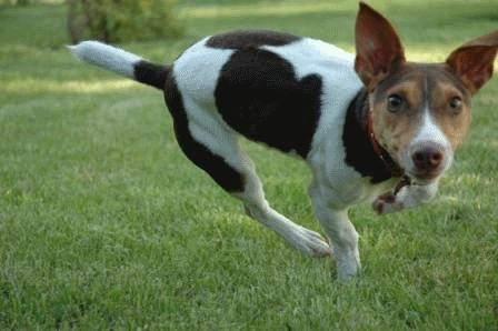 Jack-rat-terrier-run