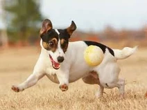 BALL!!!
