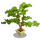 Fir Bonsai Tree-icon
